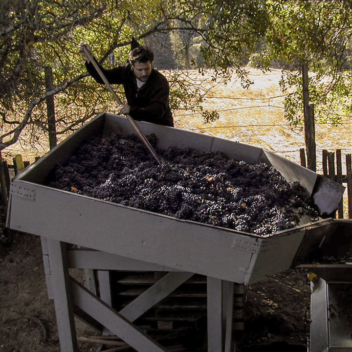 Winemaker Brad pushing pinot noir grapes into the crusher