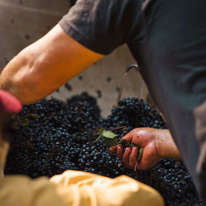Sorting pinot noir grapes by hand