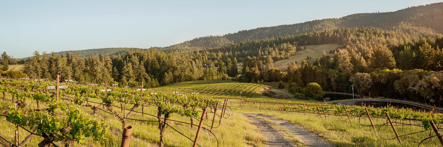 A panoramic view of the vineyards at Husch