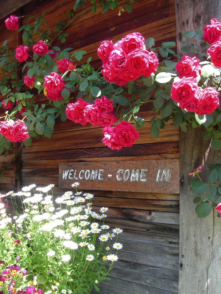 Pink roses and the welcome sign on the tasting room