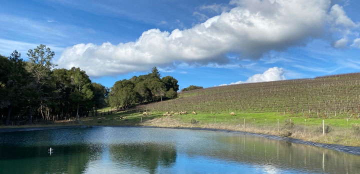 pond in the foreground and sheep grazing in the background.