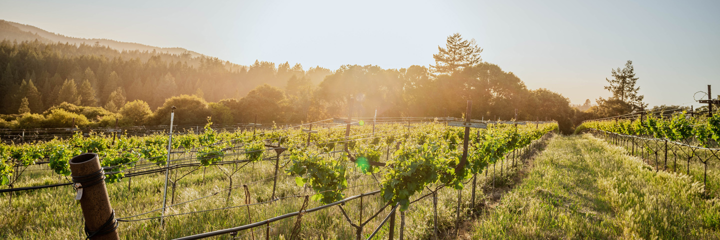 The sun sparkles as we look down the vineyard rows.